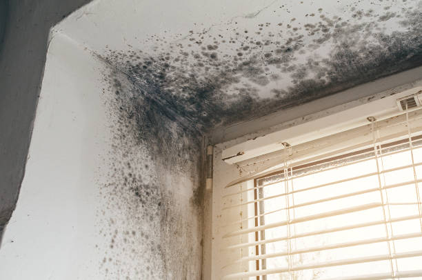 Affordable Mold Remediation solutions in Flintstone, MD