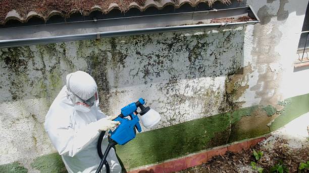 Top rated local Mold Remediation specialists in Flintstone, MD